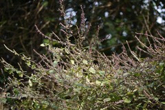 Pogostemon paniculatus